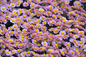Beautiful Chrysanthemums in garden. Flowers as background picture. Chrysanthemum wallpaper. Japanese style. Autumn garden of chrysanthemums.