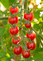 a sprig of cherry tomatoes between green leaves