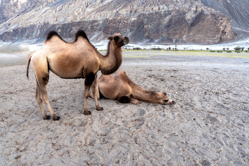 Camel in safari at Nubra Valley the famous place for travel in Leh Ladakh city, India.