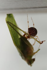 spider 