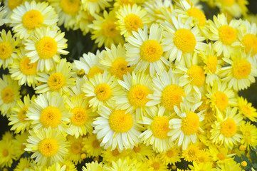 Beautiful Chrysanthemums in garden. Flowers as background picture. Chrysanthemum wallpaper. Japanese style. Autumn garden of chrysanthemums.