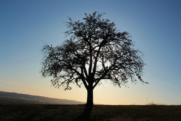 Solitary big tree in back light during sunset