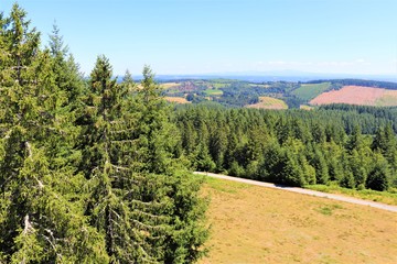 Obraz premium La forêt enchantée 