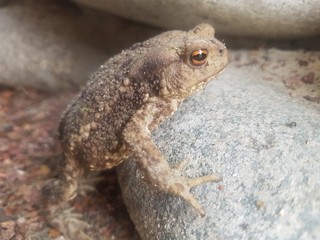 lizard on the rock