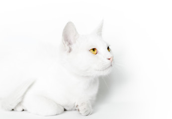portrait of a white cat with yellow eyes close up on a light background