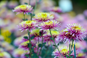 Beautiful Chrysanthemums in garden. Flowers as background picture. Chrysanthemum wallpaper. Japanese style. Autumn garden of chrysanthemums.