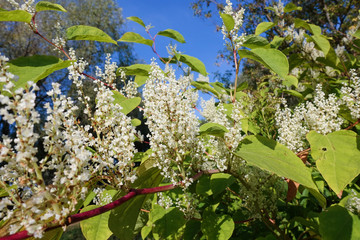 White flowers on a background of blue sky. Autumn landscape © Aleksandr