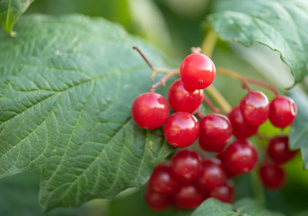 ripe viburnum bunch close up