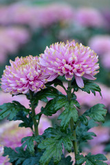 Obraz premium Beautiful Chrysanthemums in garden. Flowers as background picture. Chrysanthemum wallpaper. Japanese style. Autumn garden of chrysanthemums.