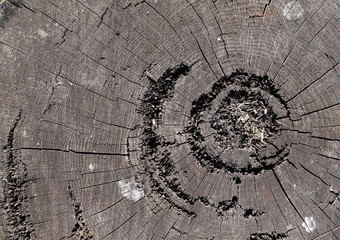 Wooden texture a cut tree. Old stump gray with large cracks closeup use for background.
