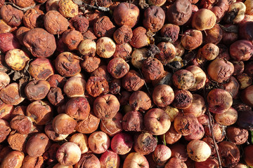 A pile of rotten missing apples lying on the ground in late autumn, natural fertilize