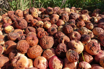 A pile of rotten missing apples lying on the ground in late autumn, natural fertilize
