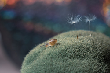 Small snail crawls on shallow grass, dandelion seeds are visible, blurred background with bokeh
