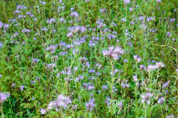 Naklejka premium Wild violet flowers. Glade with many wildflowers. Summer.
