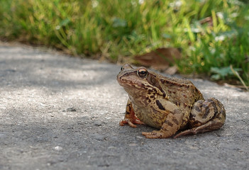 Common water frog on the pavement. Amphibian class