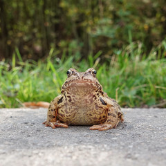 Common water frog on the pavement. Front view