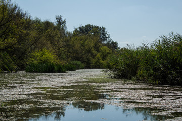 Swamp area Imperial Pond, Carska bara, Serbia. Large natural habitat for rare birds and other species.
