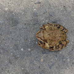Common water frog on the pavement. View from above