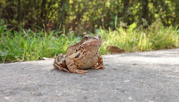 Common water frog on the pavement. Amphibian class