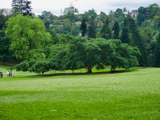 giant fig tree in botanical garden