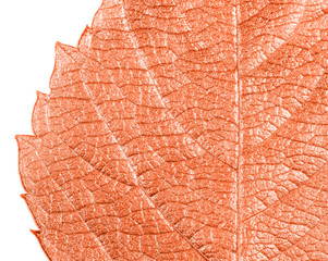 autumn leaves lie on bright paper background image