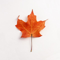 red and orange maple leafs on white background