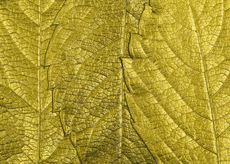 autumn leaves lie on bright paper background image