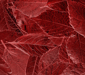 autumn leaves lie on bright paper background image