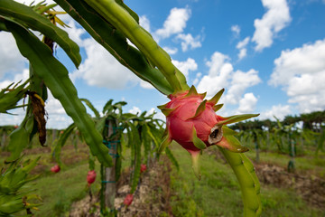 Dragon Fruit agriculture growing in south Florida
