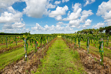 Fototapeta na wymiar Dragon Fruit agriculture growing in south Florida