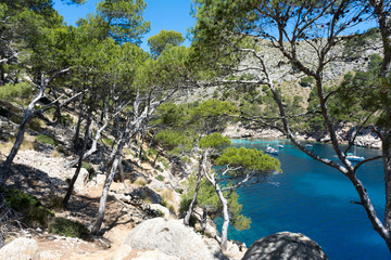 trees on the shore of Cala Murta Bay in Majorca