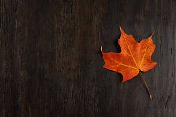 Naklejka na ściany i meble red and orange maple leafs on dark wood background