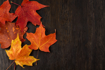 red and orange maple leafs on dark wood background