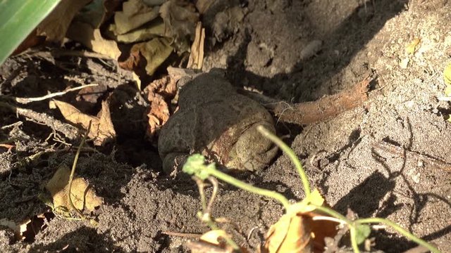 Earthen toad moves on the ground and then burrows into loose soil