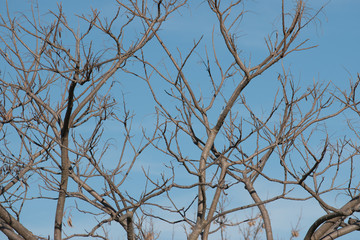 árboles en invierno