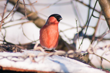 red bullfinch eating sunflower seeds