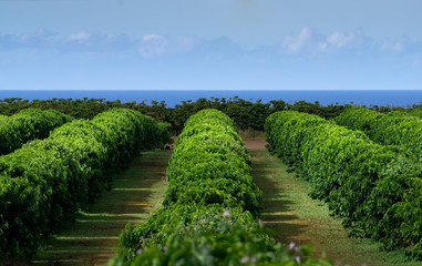 rows of arabica coffee bushes extent to the pacific ocean in the kauai coffee company fields near the town of Kalaheo. i can smell them roasting the green beans from this spot