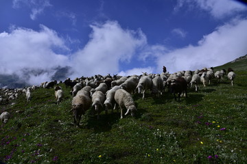 himalayan ships
