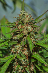 Fototapeta premium Close up of natural light outdoor grown OG indica strain medical and recreational marijuana plants and buds