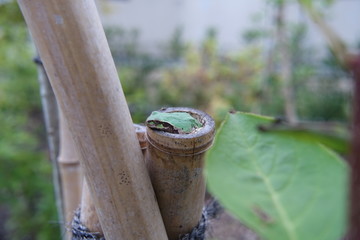 lizard on tree