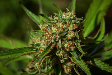 Close up of natural light outdoor grown OG indica strain medical and recreational marijuana plants and buds