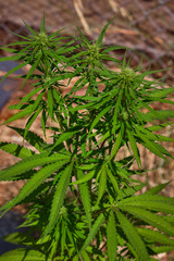 Close up of natural light outdoor grown OG indica strain medical and recreational marijuana plants and buds