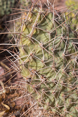 Naklejka na ściany i meble Espinas de cactus