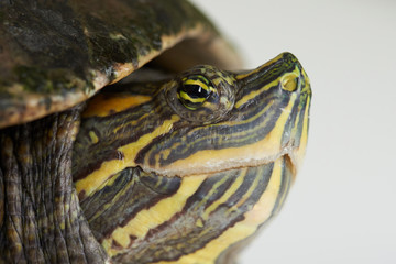 Macro view on turtle head