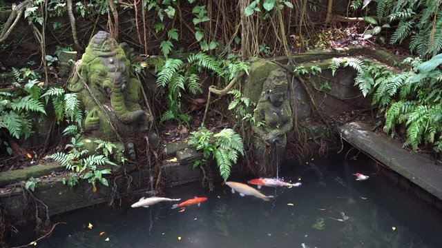 Water spring hindu temple at sacred monkey forest. Ubud, island Bali, Indonesia. Tropical artificial pond with fish and Balinese statues of gods. Brocaded carp swimming in a pond water
