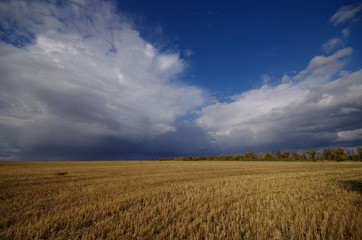 field and blue sky