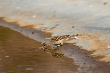 yellow throated sparrow or chestnut shouldered petronia or petronia xanthocollis bird morning safari at jhalana forest reserve, jaipur, rajasthan, india