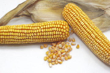 pannocchia di granoturco maturo raccolta dal campo