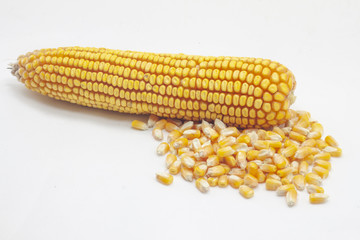 pannocchia di granoturco maturo raccolta dal campo