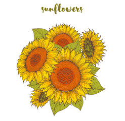 Sunflower bouquet. Sunflower hand drawn collection. Vector illustration. Isolated collection.